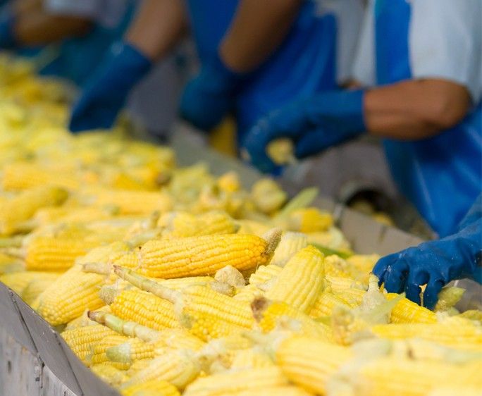 Factory process design and food industry consulting